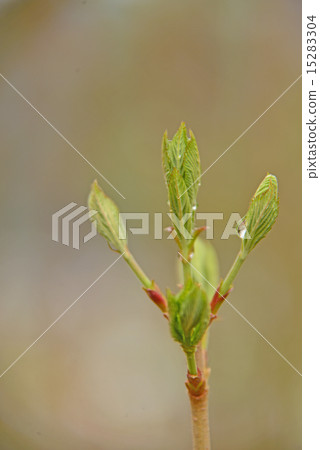 Sprout Sprout 15283304