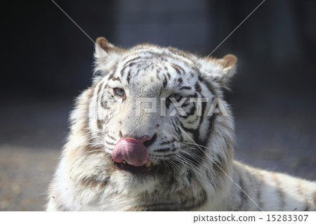 White Tiger   15283307