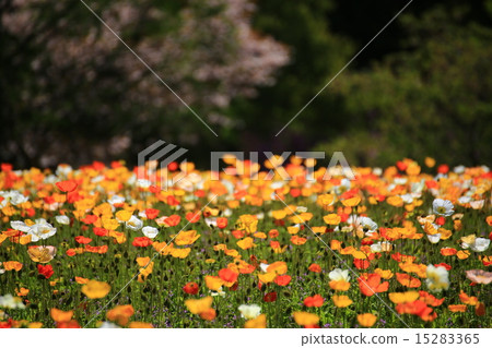Iceland poppy 1270 15283365