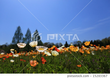 Iceland Poppy 1282 15283367