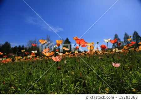 冰島罌粟1291 15283368