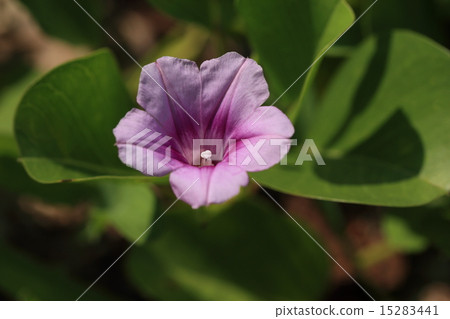 Natural plant It is a classic plant of sandy beaches of Gumba Hirugao, Okinawa. Flowers bloom almost from next to next year Natural plant It is a classic plant of sandy beaches of Gumba Hirugao, Okinawa. Flowers bloom almost from next to next year 15283441