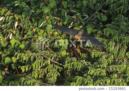 Creatures Mammals Yaeyama flying fox, while the day is high, flying above the forest. The color of the hair on the back is beautiful 15283661