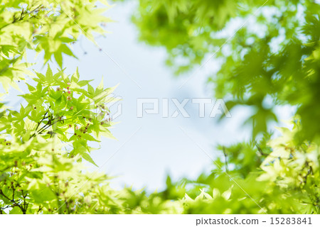 Fresh green and blue sky 15283841