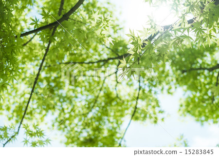 Fresh green and blue sky 15283845