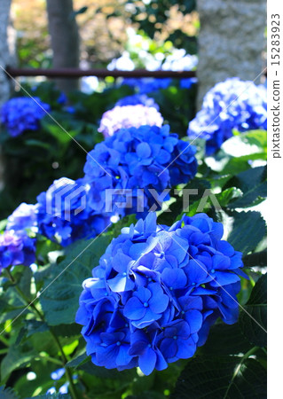 Hydrangea Hakusan Shrine 15283923