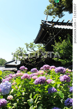 Hayama Shrine and hydrangea 15283937