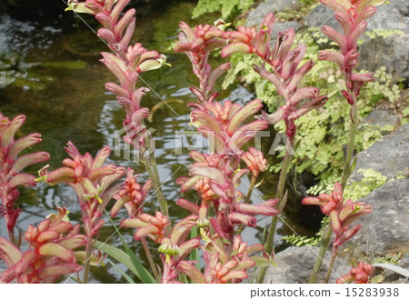 Agoganzantus 01 Agoganzantus 01 15283938