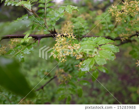 花椒 花椒 15283988