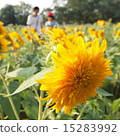 Sunflower field 15283992