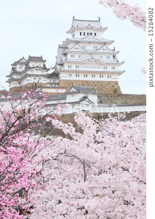 Japanese world heritage Himeji Castle and cherry blossoms in full bloom Japanese world heritage Himeji Castle and cherry blossoms in full bloom 15284082