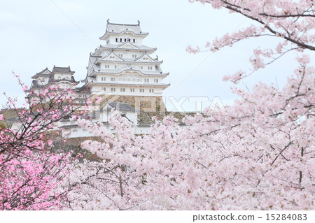 Japanese world heritage Himeji Castle and cherry blossoms in full bloom Japanese world heritage Himeji Castle and cherry blossoms in full bloom 15284083