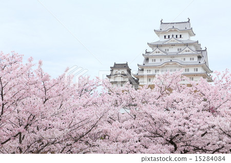 Japanese world heritage Himeji Castle and cherry blossoms in full bloom Japanese world heritage Himeji Castle and cherry blossoms in full bloom 15284084