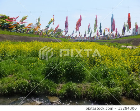 Carp streamers and rape blossoms Carp streamers and rape blossoms 15284300