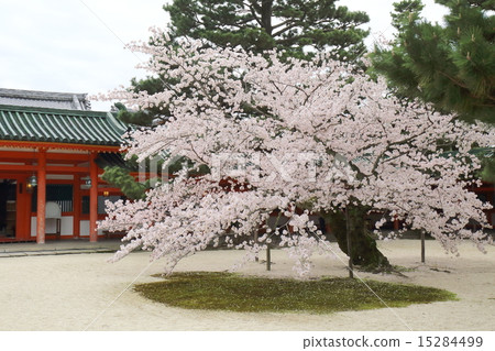 京都春天的平安神宮 京都春天的平安神宮 15284499