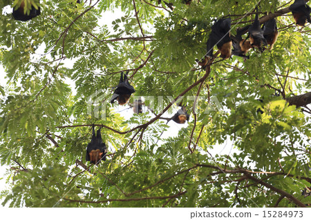 Bats on the tree 15284973