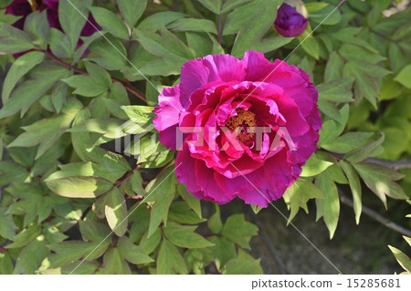 Button Button 15285681