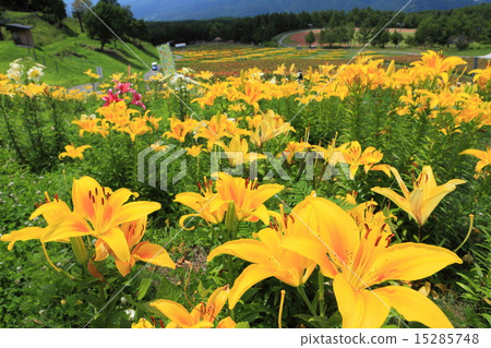 千里富士見高原 千里富士見高原 15285748