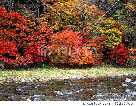 Shiobara Onsenkyo在秋天 15285760