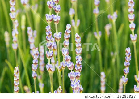 Lavender flowers in the summer meadow Lavender flowers in the summer meadow 15285828