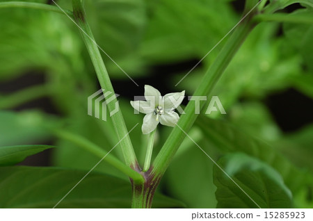 Capsicum (hawk's nail) flowers 15285923