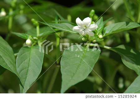 辣椒（鷹的指甲）花 15285924