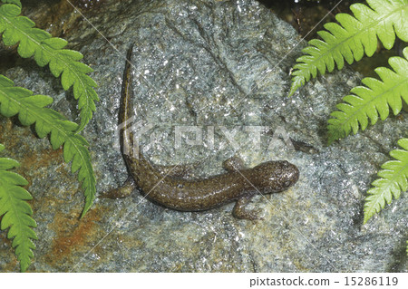 Salamander Salamander 15286119