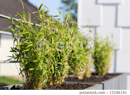 Fargesia murielae in a flower pot Fargesia murielae in a flower pot 15286191