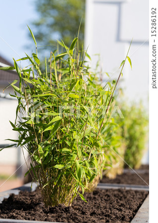 Fargesia murielae in a flower pot Fargesia murielae in a flower pot 15286192