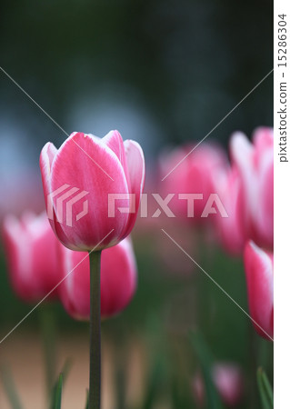 Tulip field 329 15286304