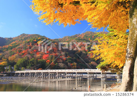11月京都風景/嵐山望月橋和秋葉 15286374