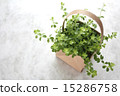 Easy foliage plant 15286758