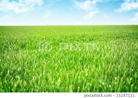 Sky and grass background 15287111