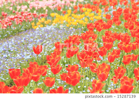 Tulip flower Tulip flower 15287139