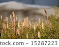 Thaw 15287223