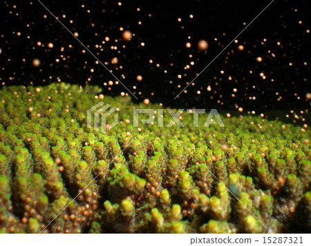 珊瑚產卵1 15287321