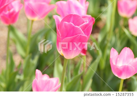 鬱金香花 15287355