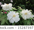 Peony 15287397