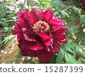 Crimson peony 15287399