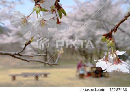 櫻花燒烤櫻花盛開 15287488