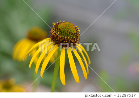 紫錐菊悖論 15287517