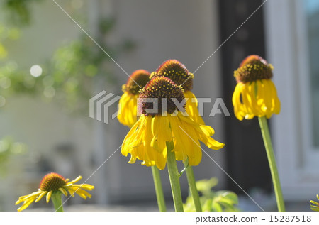 Echinacea paradoxa Echinacea paradoxa 15287518
