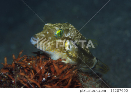 Resting Kitamakura 15287690