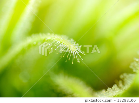 Green leaves of sundews 15288100