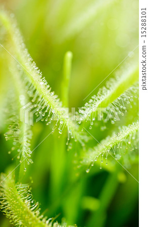 Green leaves of sundews 15288101