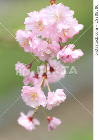 Yebenishidare 15288386