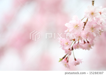 Yaebenishidare 15288387