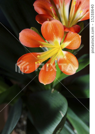 Kunsiran Kimiko 15288640