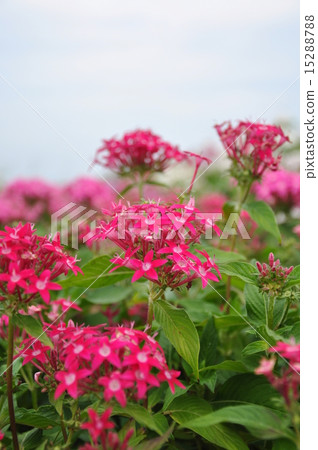 Flowers Flowers 15288788