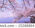 Fuji and Sakura vol.1 15288864